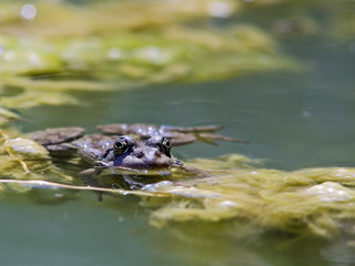 Cretan Frog (Pelophylax cretensis), Crete