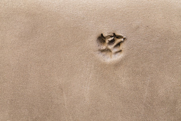 Fototapeta na wymiar dog or cat paw footprint on wet cement floor background.