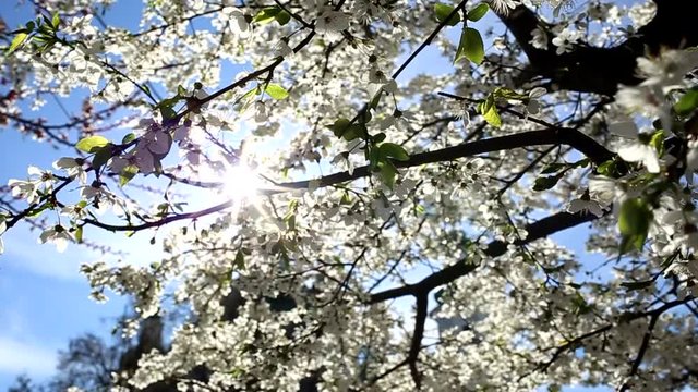 Beautiful spring trees in blossoms isolated over bright blue sky background with sun shine through white flowers on branches. Hd video footage.
