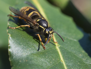 A queen wasp enjoying the winter sun in England