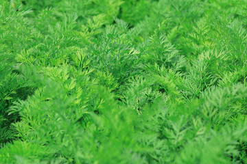 Green plants. Green background