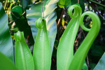 Obraz premium fern leaf green color