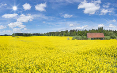 Gro&szlig;es bl&uuml;hendes Rapsfeld an einer offenen Scheune in der N&auml;he eines Waldrandes im Sonnenschein