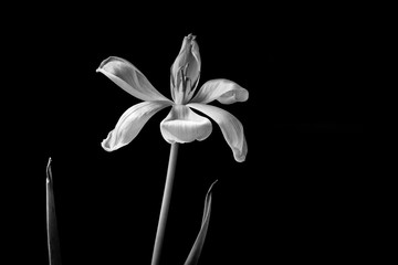 An open white tulip on a black background in black and white.