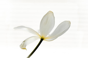 A fading tulip with open petals on a white background.