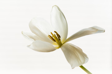 A fading tulip with open petals on a white background.