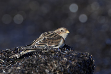 Snow bunting (Plectrophenax nivalis)