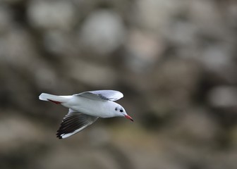 Black-headed Gull (Larus ridibundus), Greece