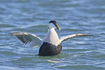 Common eider (Somateria mollissima)