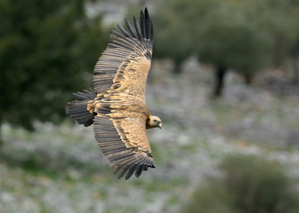 Griffon Vulture (Gyps fulvus), Crete, Greece