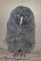 Great grey owl (Strix nebulosa)