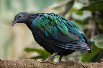 Nicobar pigeon (Caloenas nicobarica).