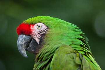 Green military macaw (Ara militaris)