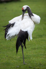 Naklejka premium Red-crowned crane (Grus japonensis)