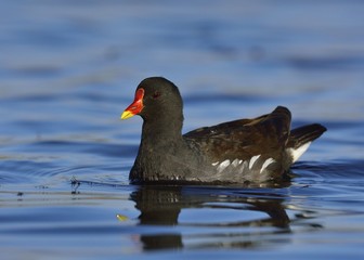  Moorhen (Gallinula chloropus), Crete, Greece