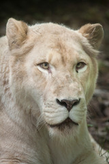 Fototapeta na wymiar Female white lion (Panthera leo krugeri).