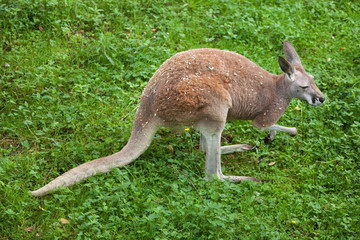 Naklejka na ściany i meble Red kangaroo (Macropus rufus).