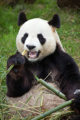 Giant panda (Ailuropoda melanoleuca).
