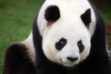 Cercles muraux Panda Giant panda (Ailuropoda melanoleuca).