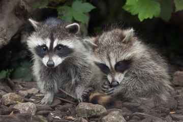 Fototapeta premium Raccoon (Procyon lotor)