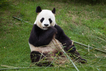 Naklejka premium Giant panda (Ailuropoda melanoleuca).
