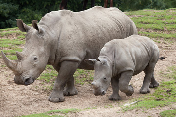 Fototapeta premium Southern white rhinoceros (Ceratotherium simum).