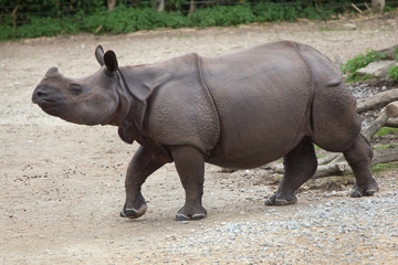 Fototapeta premium Indian rhinoceros (Rhinoceros unicornis).