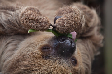 Linnaeus's two-toed sloth (Choloepus didactylus) © Vladimir Wrangel