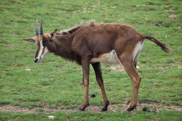 Naklejka na ściany i meble Sable antelope (Hippotragus niger)