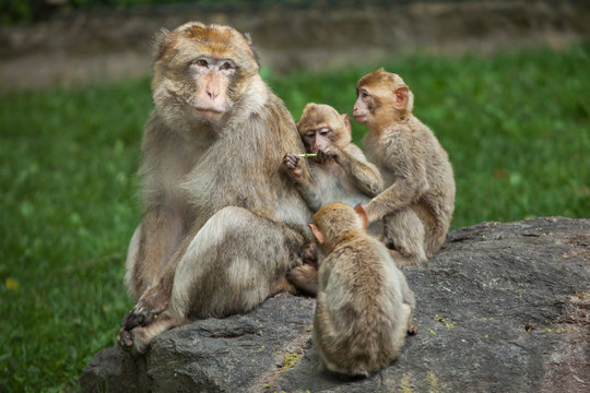 Barbary Macaque (Macaca Sylvanus)