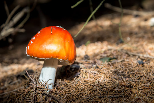 Red mushroom (Amanita Muscaria) in underwood