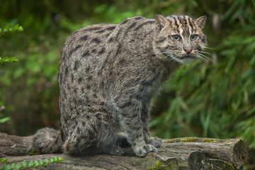 Fishing cat (Prionailurus viverrinus).