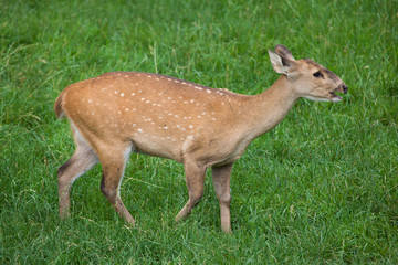 Indian hog deer (Hyelaphus porcinus)