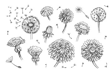 Floral elements for design, doodle ink dandelion set