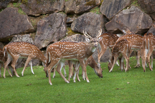 Chital (Axis Axis)