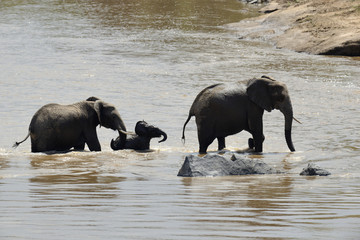 Elephant in National park of Kenya