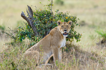Lion in National park of Kenya