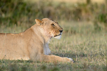 Lion in National park of Kenya