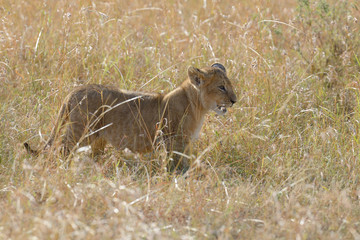 Lion in National park of Kenya
