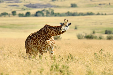 Giraffe in National park of Kenya