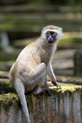 Vervet Monkey in National park of Kenya