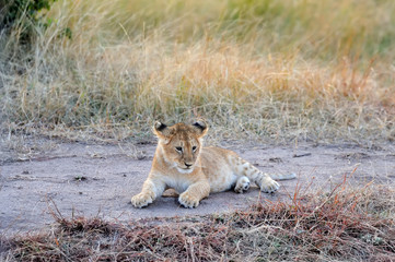 African lion cub