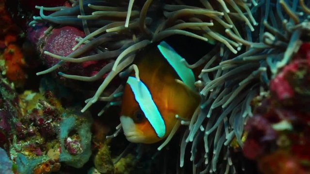Clark's anemonefish (Amphiprion clarkii) on an anemone, Indian Ocean, Maldives