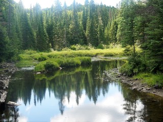 for&ecirc;t canadienne