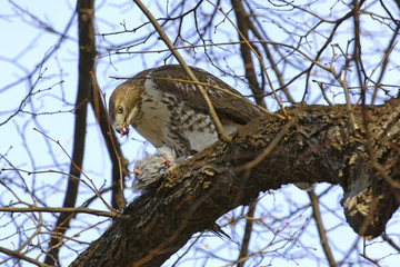 Red tailed hawk eating pigeon in tree