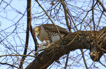 Red tailed hawk eating pigeon in tree