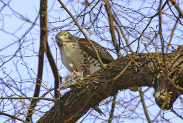Red tailed hawk eating pigeon in tree