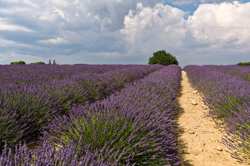 Fototapeta na wymiar Lavender field with tree