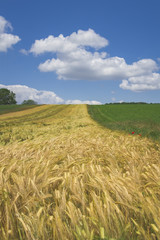 Champs de blé en Alsace