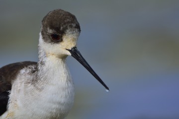 Black-winged Stilt (Himantopus himantopus) , Greece